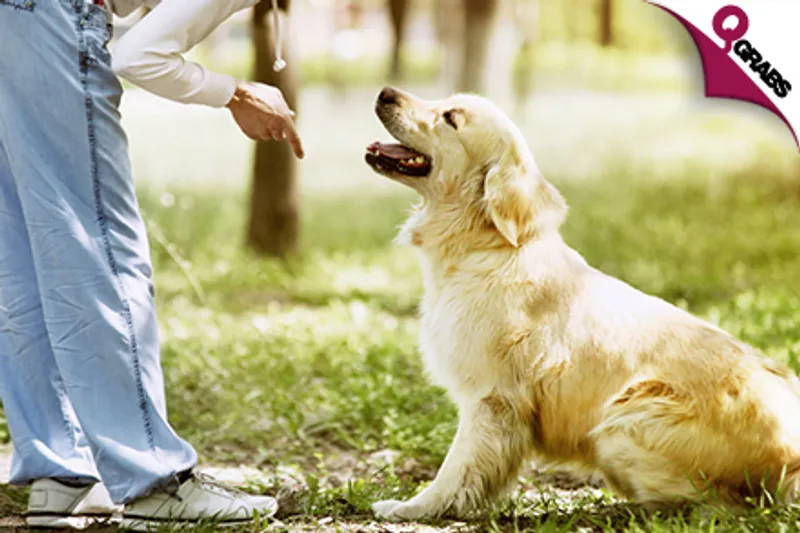 For QR69 Your Pet will be the Most Well Behaved Dog on the Block with a Mastering Dog Training & Care Online Course! (QR2118 Value)
